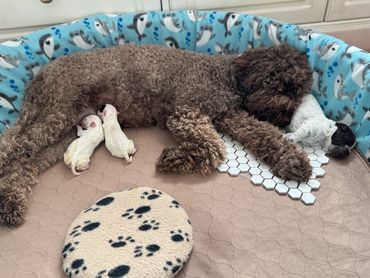 Lagotto mom nursing newborn Bull Terrier puppies along with her singleton pup, Rex.