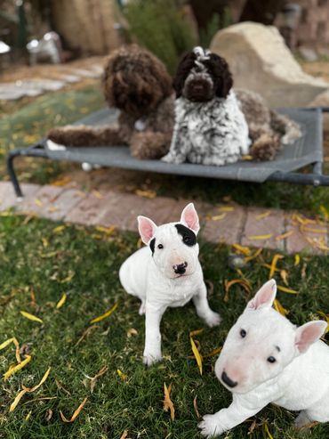 6 week old Bull Terriers with their Lagotto mom and Lagotto brother