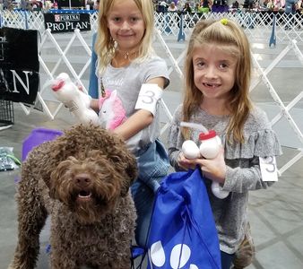 AKC Heart of the Desert PeeWee Exhibition with Lagotto Romagnolo Divot