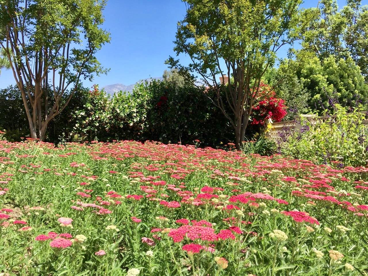 GARRISON FOOTHILL NURSERY logo