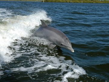 Dolphin Trips