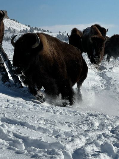 Variety of the Law-Free Bison herd