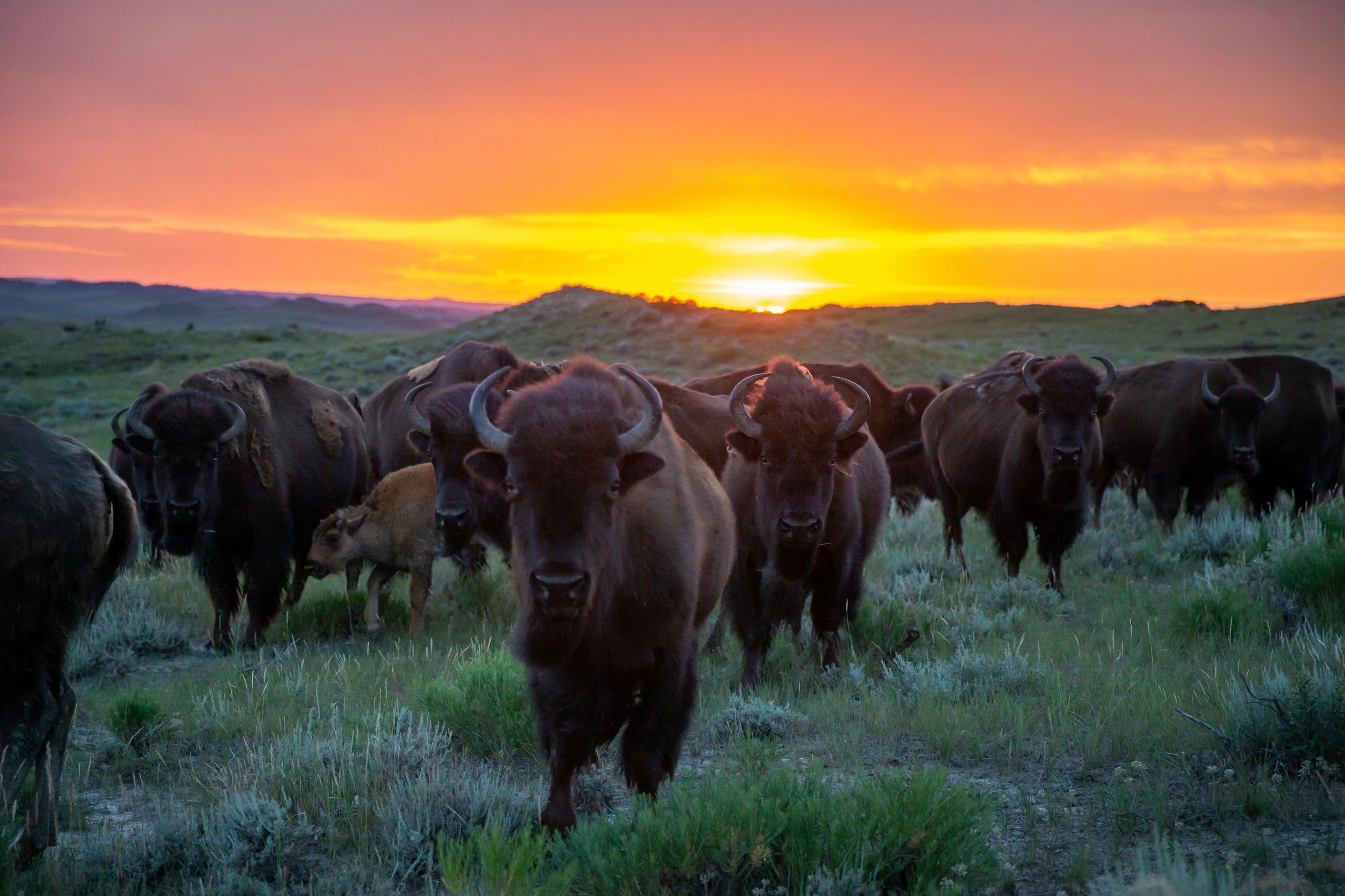 Montana Buffalo Hunt