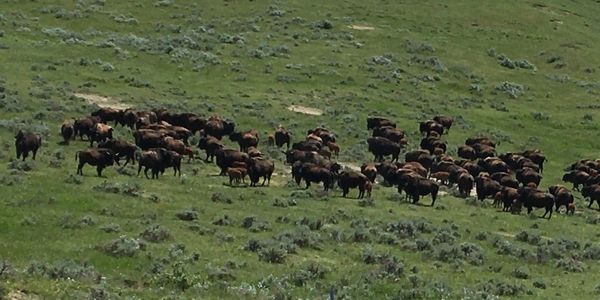 Law-Free Bison buffalo hunting herd