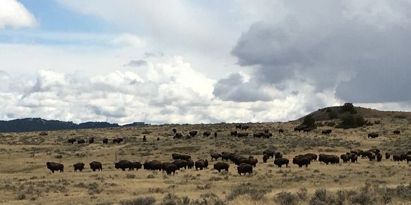 Hard grass prairie.  Chalk Buttes south of Ekalaka, MT