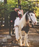 Horse and Carriage Wedding Ocala Fl
