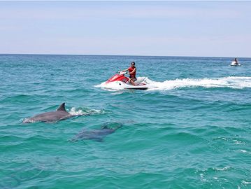 Riding with dolphins 