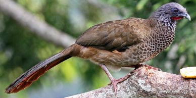 A brown bird with a long tail perched on a tree branch.