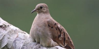A brown dove perched on a branch with a green background.