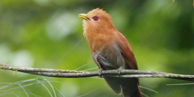 A colorful bird perched on a branch with a blurred green background.