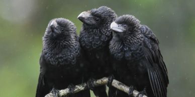 Three black birds perched closely together on a branch.