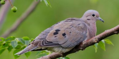 A dove perched on a branch with green foliage in the background.