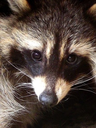 Close-up image of raccoon 