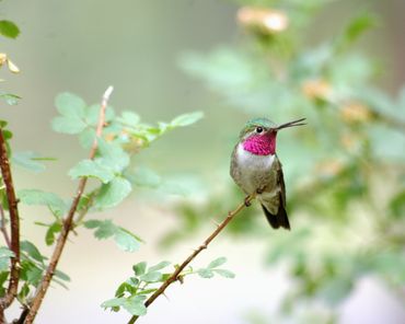 Broadtail hummingbird on thorny branch