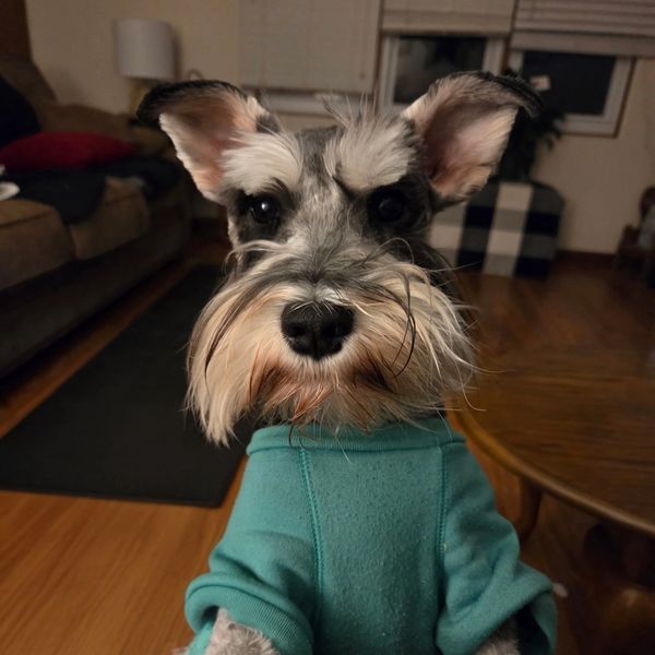 Cute Schnauzer dog wearing a teal sweater indoors.