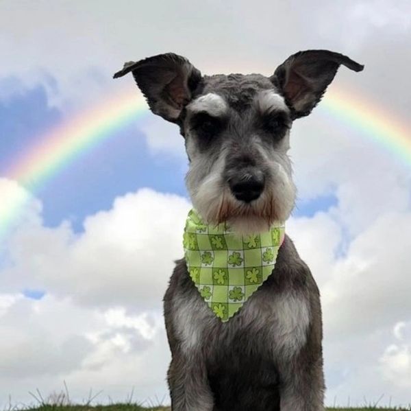 A schnauzer dog wearing a green bandana with a rainbow in the background.