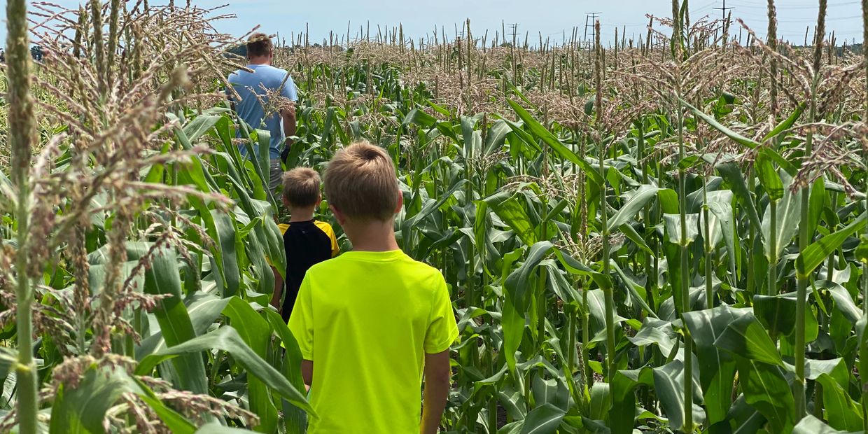 Walking in Cornfield