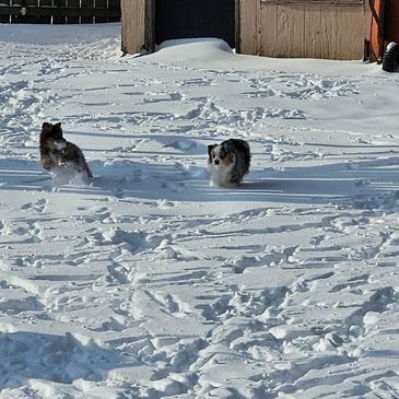 Australian Shepherd puppies enjoying a playful run through the snow, showcasing their energy, athlet
