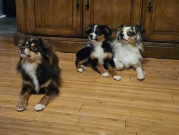 Australian Shepherd puppies with striking tricolor coats sitting indoors on a hardwood floor. These 