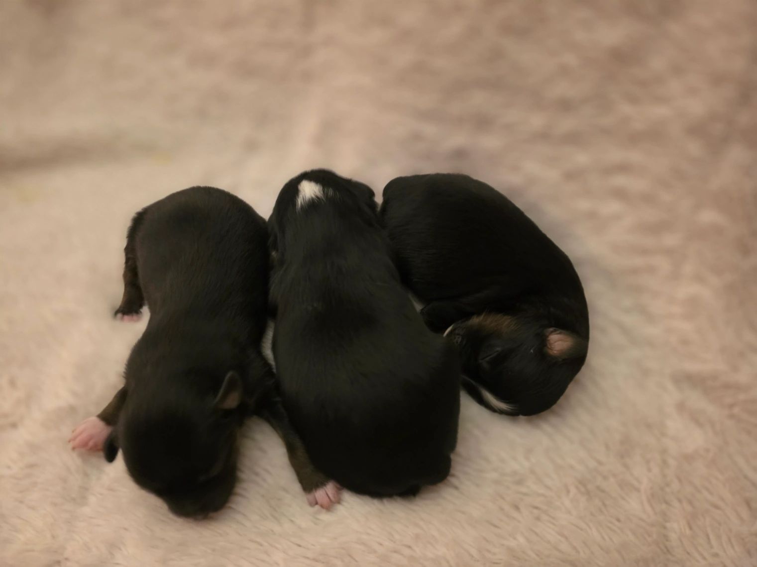 Three newborn Australian Shepherd puppies sleeping together on a soft cream-colored blanket.