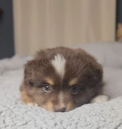 Red tri-color Australian Shepherd puppy lying on a soft gray blanket with a white blaze and expressi