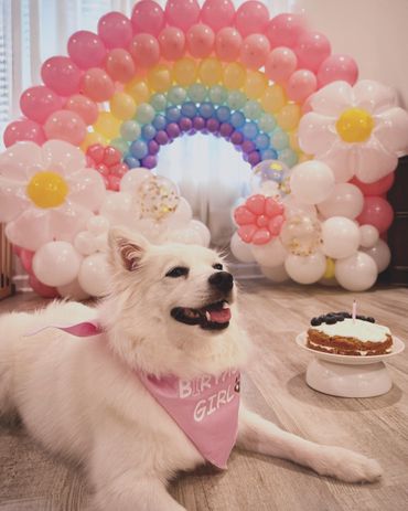 Happy white dog wearing a pink birthday girl bandana.
