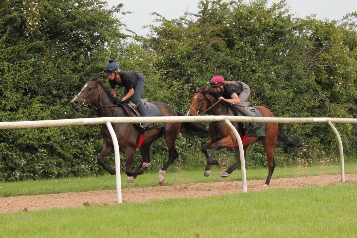 Racehorses work on the gallops