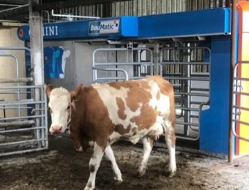 Boumatic Gemini Single Box