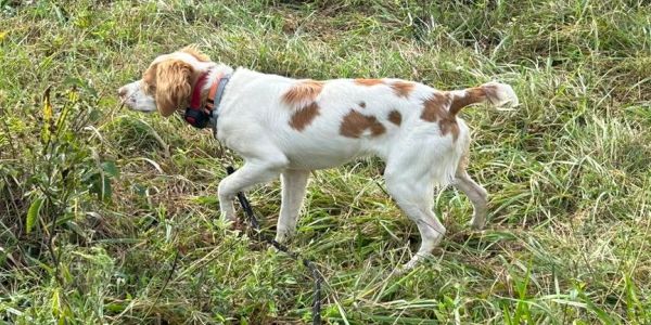 A white and brown dog sniffing grass outdoors.