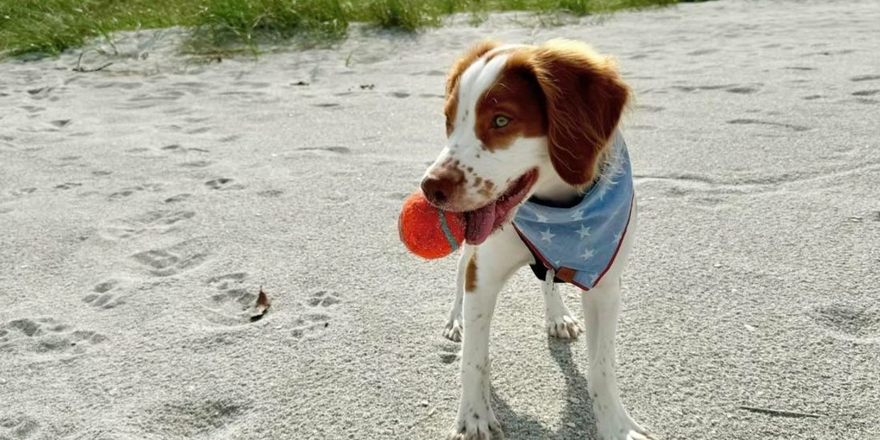 Dog with a ball on the sand.