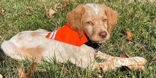 Puppy with orange bandana lying on grass.
