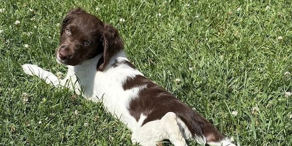 A brown and white puppy lying on the grass.