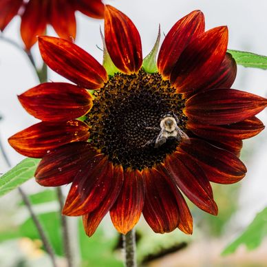 Honeybee on Sunflower 