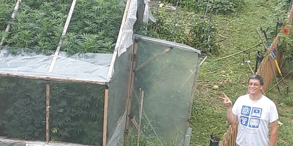 CBD Hemp harvest 2021. The plants grew 10 t 12 feet high and burst through the top of the greenhouse