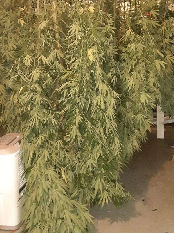 Hemp drying in our basement!