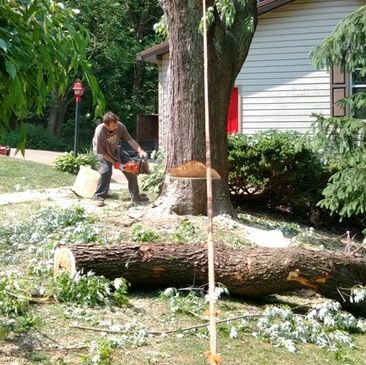 Removal of large tree near house. Safety riigging. Undercut Tree