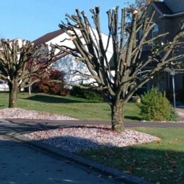 Street view of Tree Trimming- Tree pruning completed