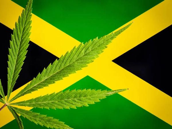 Marijuana leaf overlaying the Jamaican flag with green, yellow, and black colors.
