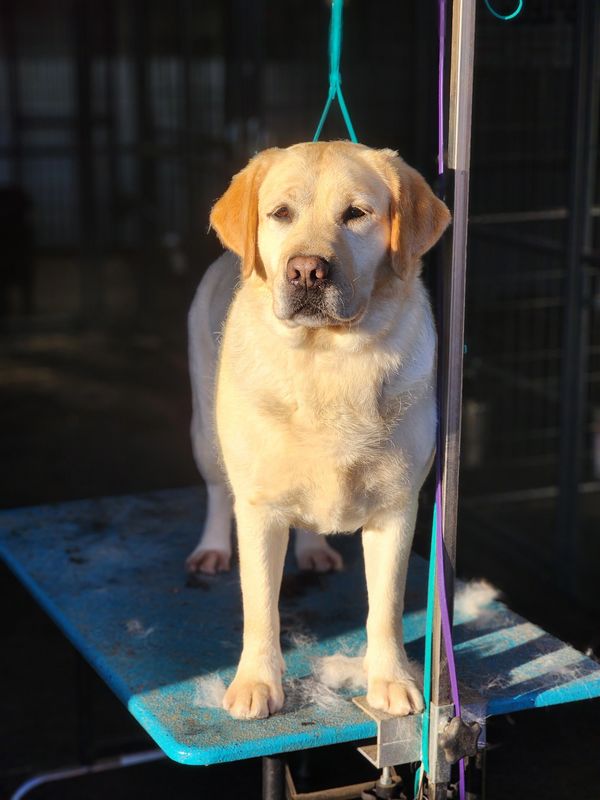 Golden Labrador standing on a grooming table with shedding fur around.
