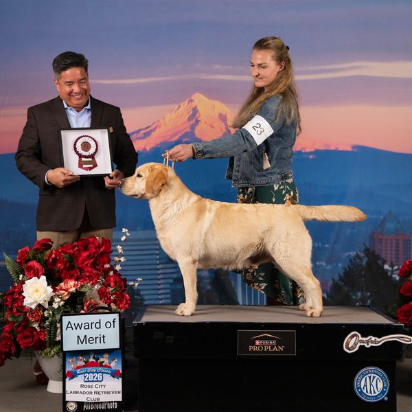 Labrador Retriever wins Award of Merit at dog show with handler and judge.