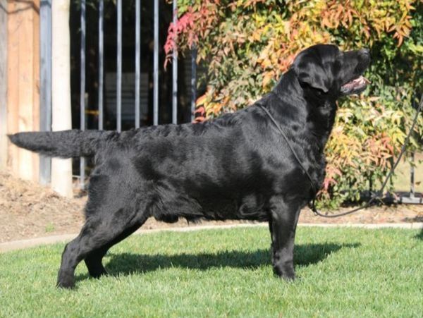 Black Labrador retriever standing on grass in a garden.