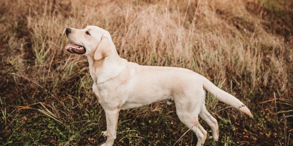 Available Puppies Prince Labradors