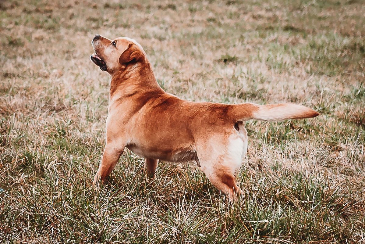 Available Puppies Prince Labradors