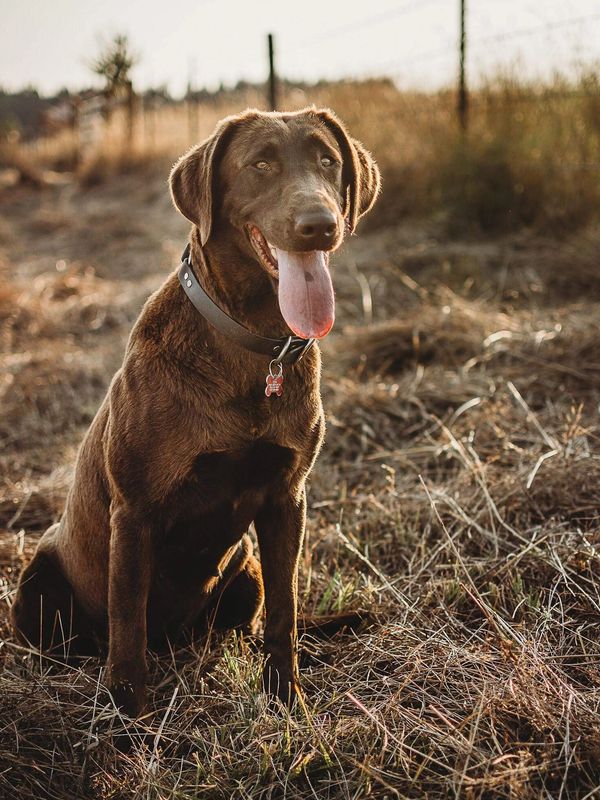 Tess embodies a true hunting companion. She lives to be with her person. This big sweet chocolate love dog will produce some great dogs. 