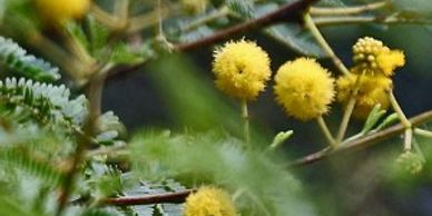 Acacia nilotica