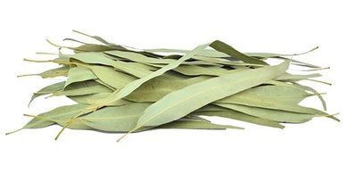 EUCALYPTUS  LEAVES