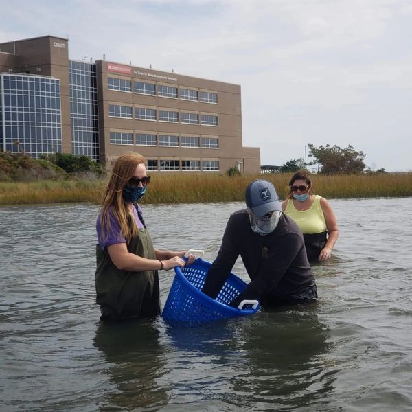 People wading in water collecting samples with basket.