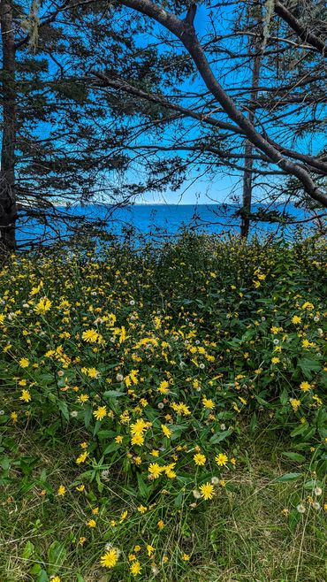 NS Dome meadow with ocean