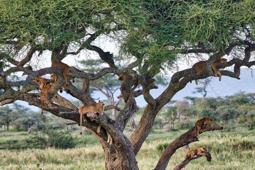 Tree climbing lions of Central Serengeti, Tanzania