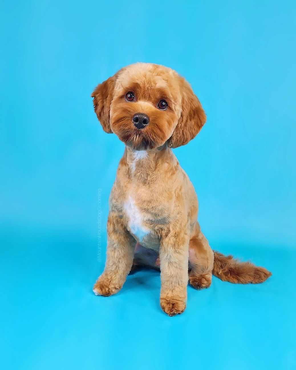 Golden Cavoodle with perfect fluffy coat, bright blue backdrop — Mountain Hounds Katoomba